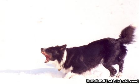 Border Collie Hunde Foto 19840 in höherer Auflösung ansehen Border Collie Jackie Chan der KillerBorder ;)