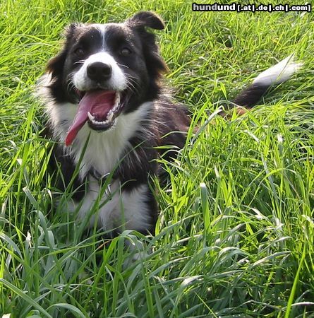 Border Collie Hunde Foto 14601 Border Collie ich bin die lara