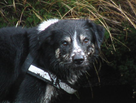 Border Collie Hunde Foto 27379 Border Collie ein Moorbad in Schottland
