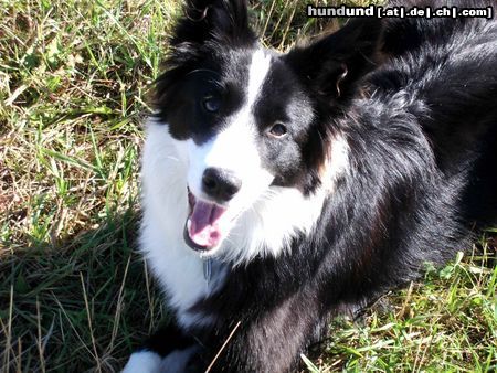Border Collie Hunde Foto 16122 Border Collie Seven 9 Monate