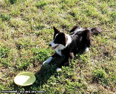 Border Collie Hunde Foto 16124 Border Collie Seven 9 Monate