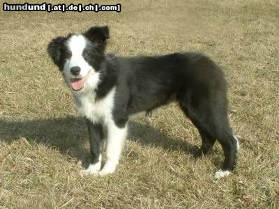 Border Collie Hunde Foto 9661 Border Collie Shoreland's Keep on Running