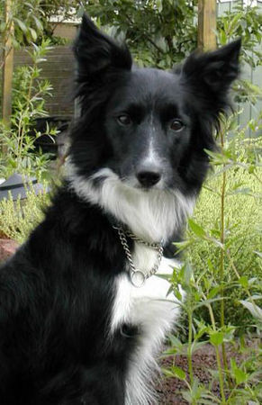 Border Collie Hunde Foto 29948 in höherer Auflösung ansehen Border Collie Border Collie Skippy