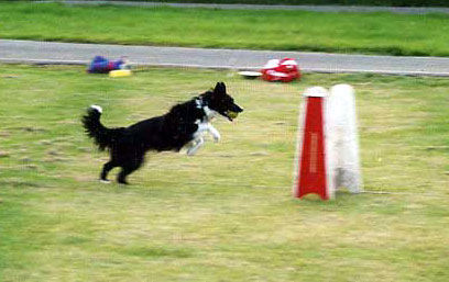 Border Collie Hunde Foto 29949 in höherer Auflösung ansehen Border Collie Border Collie Skippy