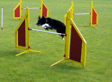 Border Collie Hunde Foto 29950 in höherer Auflösung ansehen Border Collie Border Collie Skippy