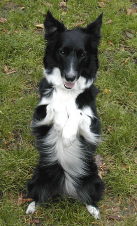 Border Collie Hunde Foto 29951 in höherer Auflösung ansehen Border Collie Border Collie Skippy
