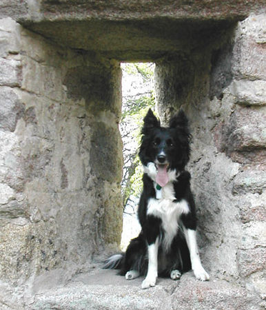 Border Collie Hunde Foto 29953 in höherer Auflösung ansehen Border Collie Border Collie Skippy