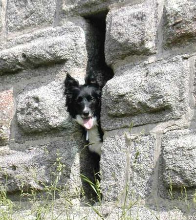 Border Collie Hunde Foto 29954 in höherer Auflösung ansehen Border Collie Border Collie Skippy