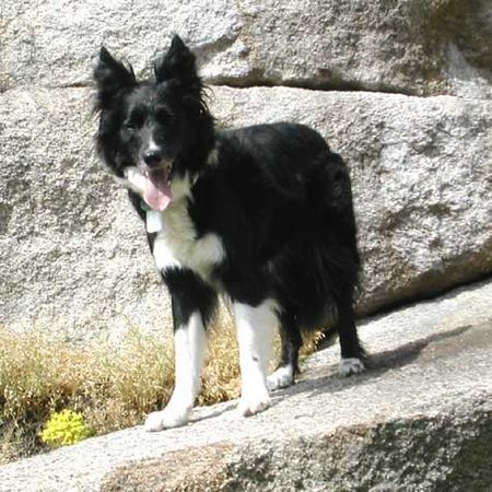 Border Collie Hunde Foto 29955 in höherer Auflösung ansehen Border Collie Border Collie Skippy