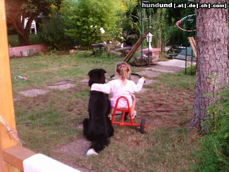 Border Collie Hunde Foto 15400 Border Collie Freundschaft auch ohne Worte