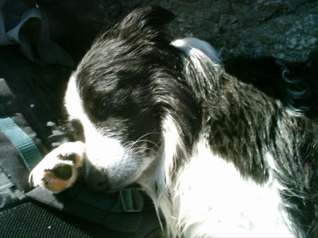Border Collie Hunde Foto 27902 Border Collie Sanchos Strandurlaub....Siesta