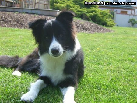 Border Collie Hunde Foto 22989 Border Collie nochmal Tomsohn Spookie