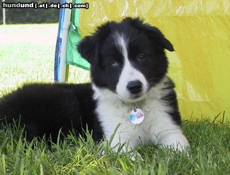 Border Collie Hunde Foto 14545 Border Collie Timber, 12 Wochen alt