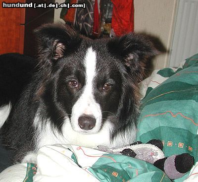Border Collie Hunde Foto 12094 Border Collie Schlafen oder Spielen?
