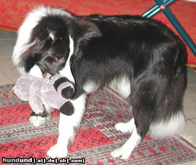 Border Collie Hunde Foto 12125 Border Collie Toby beim Clicker-Training