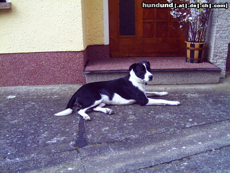 Border Collie Hunde Foto 25290 Border Collie feebee border-labi mix