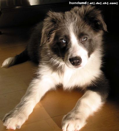 Border Collie Hunde Foto 9522 Border Collie Blauer Border Yahooblue 13Wochen alt