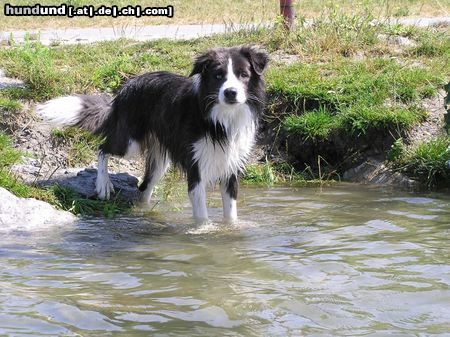 Border Collie Hunde Foto 20767 Border Collie Yahoo beim Schwimmen