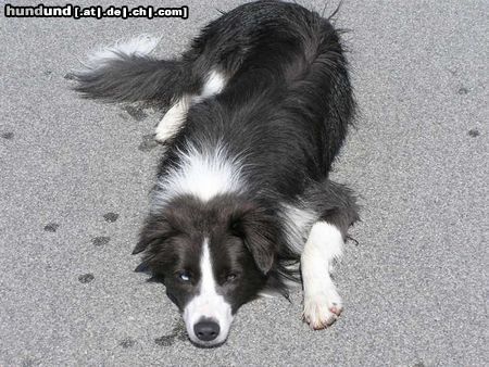 Border Collie Hunde Foto 20775 Border Collie Yahoo liegt in der Sonne
