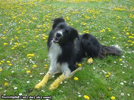 Border Collie Hunde Foto 22129 Border Collie Youtoo im Löwenzahnfeld, Bruder von Yahoo