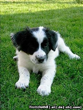 Border Collie Hunde Foto 25109 Border Collie Das ist mein weißer reinrassiger Border