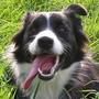 Border Collie Hunde Foto 14600 Border Collie ich bin die lara