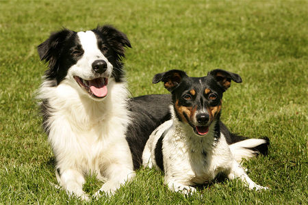 Border Collie Hunde Foto 40348 in höherer Auflösung ansehen Border Collie Border Collie Whisper & Jack Russel Terrier Bijou, beide Hunde gehören Nicole Hofmann Hundeschule Dog Dream in Arnsberg Wennigloh