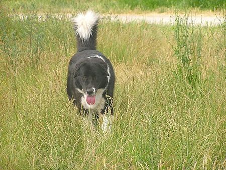 Border Collie Hunde Foto 27354 in höherer Auflösung ansehen Border Collie Akira am 04.Dez.05