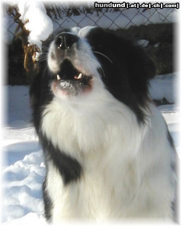 Border Collie Hunde Foto 9555 Border Collie Wuff!