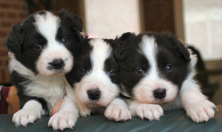Border Collie Hunde Foto 31861 Border Collie all 3 posing for the first time