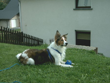 Border Collie Hunde Foto 34858 Border Collie Mein Akimo
