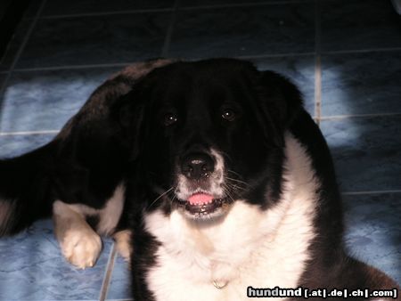 Border Collie Hunde Foto 22279 in höherer Auflösung ansehen Border Collie akira