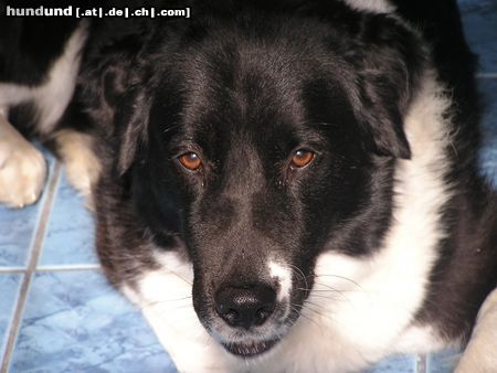 Border Collie Hunde Foto 22280 in höherer Auflösung ansehen Border Collie schau mir in die augen
