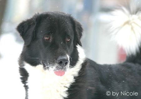 Border Collie Hunde Foto 28008 in höherer Auflösung ansehen Border Collie akira_11
