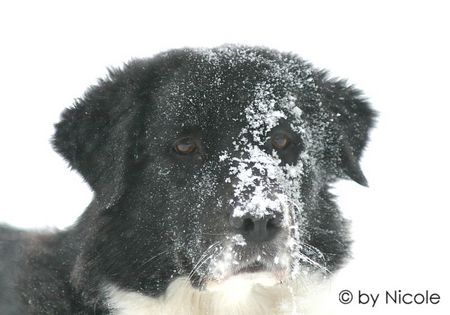 Border Collie Hunde Foto 28010 in höherer Auflösung ansehen Border Collie akira_13