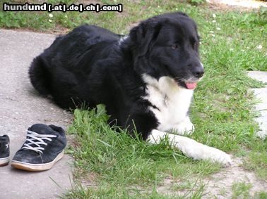 Border Collie Hunde Foto 6905 Border Collie Akira