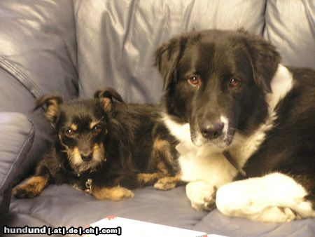 Border Collie Hunde Foto 20828 in höherer Auflösung ansehen Border Collie niki und akira