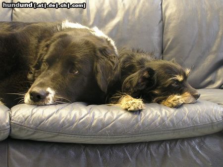 Border Collie Hunde Foto 22281 in höherer Auflösung ansehen Border Collie wir sind gar nicht müde