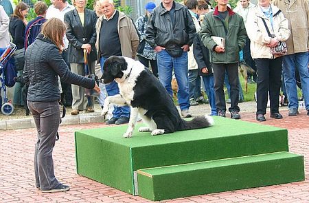 Border Collie Hunde Foto 27353 in höherer Auflösung ansehen Border Collie Akira am 04.Dez.05