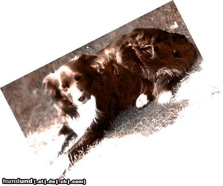 Border Collie Hunde Foto 24375 Border Collie Unser 8 jähriger Border tally