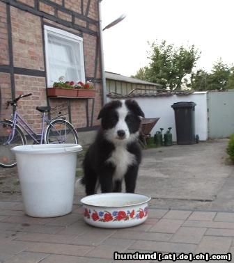 Border Collie amber