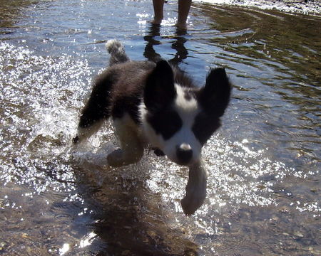 Border Collie Hunde Foto 38701 Border Collie Shari im Wasser