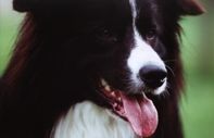 Border Collie Hunde Foto 1227 Border Collie Avery from the Lovely Annie