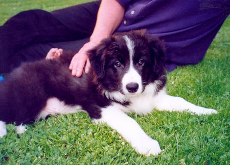 Border Collie Hunde Foto 1532 Border Collie Avery mit 3 Monaten