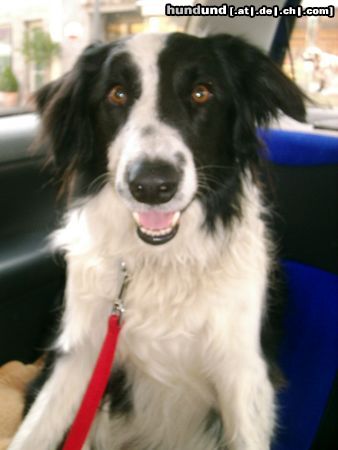 Border Collie Hunde Foto 11441 Border Collie AXA