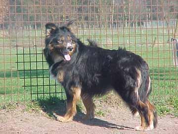 Border Collie Hunde Foto 754 Border Collie Irish Jess