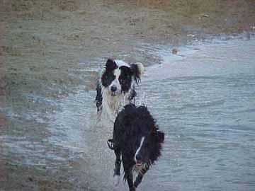Border Collie Hunde Foto 755 Border Collie Roy & Yeddha