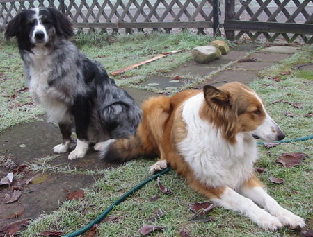 Border Collie Hunde Foto 33087 in höherer Auflösung ansehen Border Collie bele und grisou