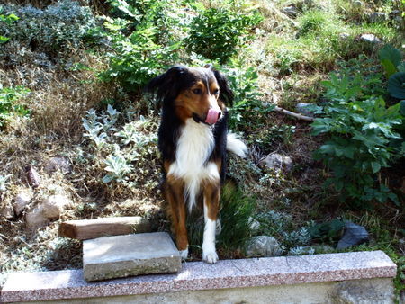 Border Collie Hunde Foto 33460 Border Collie boah frauchen isst ne Bockwurst, und ich?