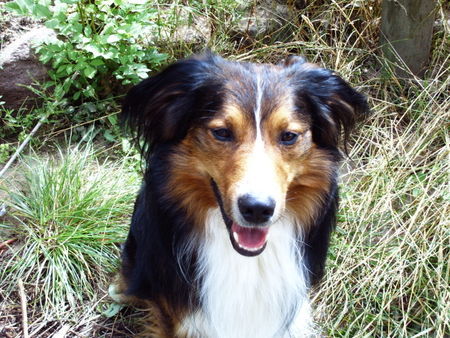 Border Collie Hunde Foto 33323 Border Collie das ist unser bester freund bobby
